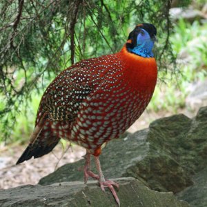 Temminick's_Tragopan на деревушка.бел.jpg