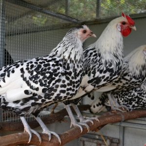 Гамбургские куры на деревушка.бел