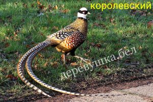 Королевский фазан